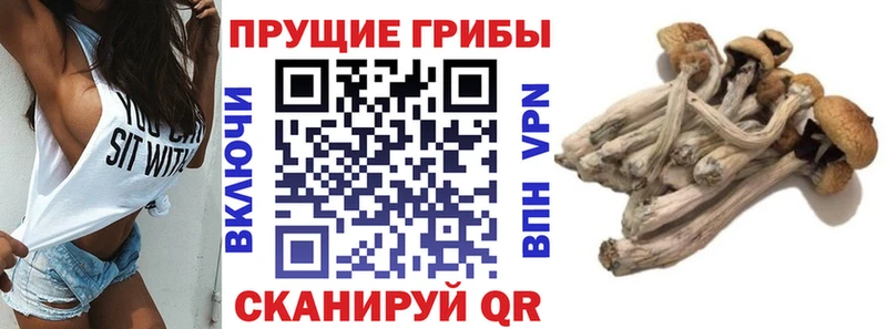 Псилоцибиновые грибы мухоморы  ссылка на мегу онион  Бакал 