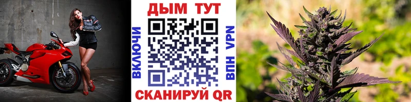 Канабис планчик Бакал